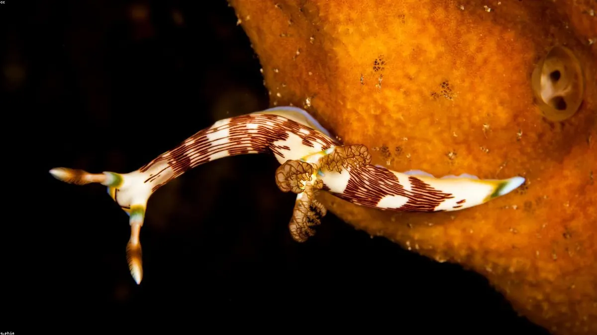 Moray Eel related animal