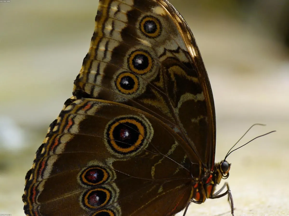 Morpho Butterfly animal profile photo