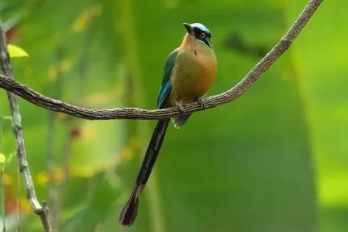 Motmot related animal