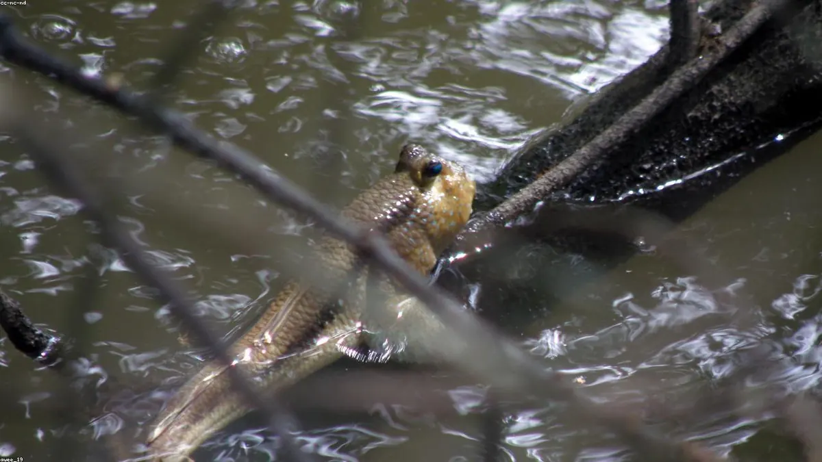 Mudskipper animal profile photo