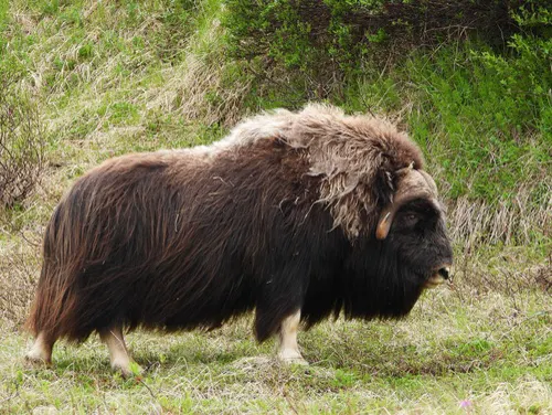 Musk Ox related animal