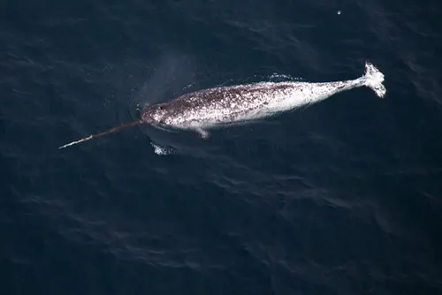 Narwhal related animal