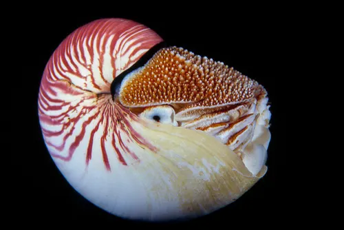 Nautilus related animal