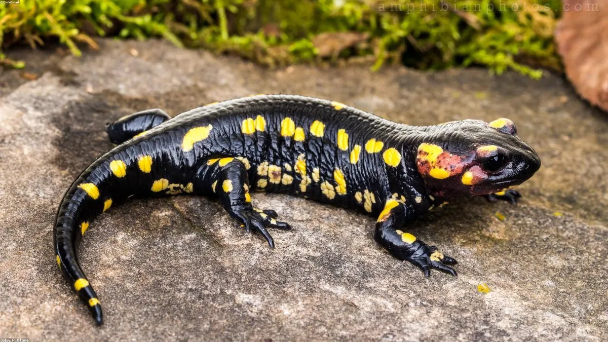 Newt animal profile photo