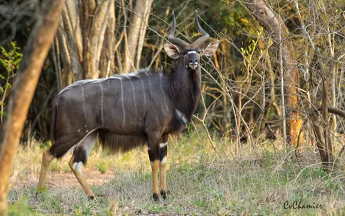 Nyala related animal