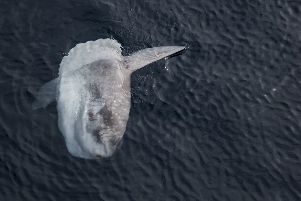 Ocean Sunfish animal profile photo