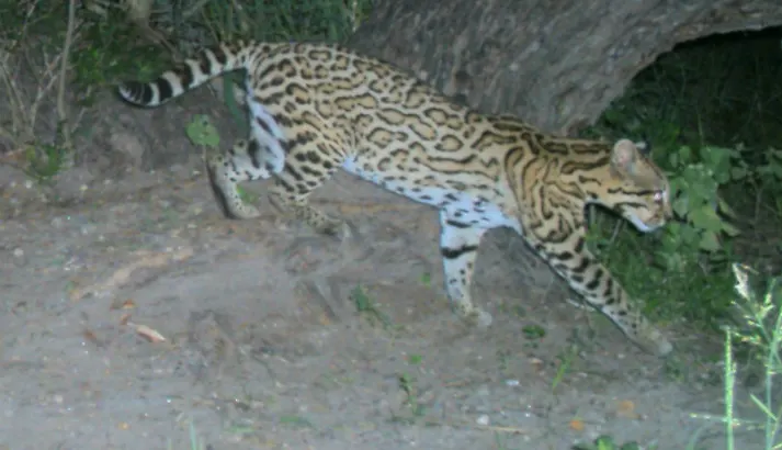 Ocelot related animal