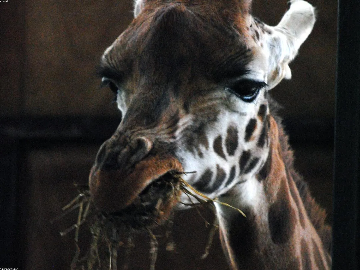 Okapi animal profile photo