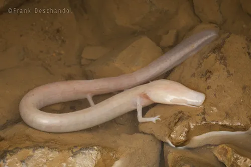 Olm related animal