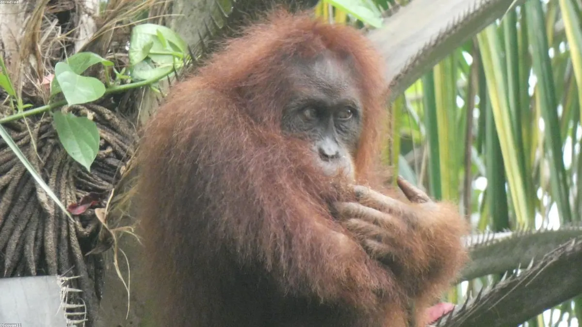 Orangutan related animal