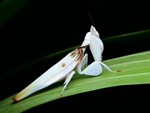 Orchid Mantis related animal