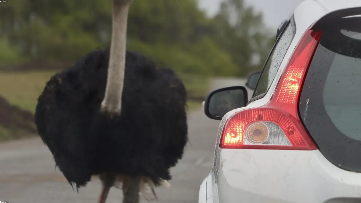 Ostrich related animal