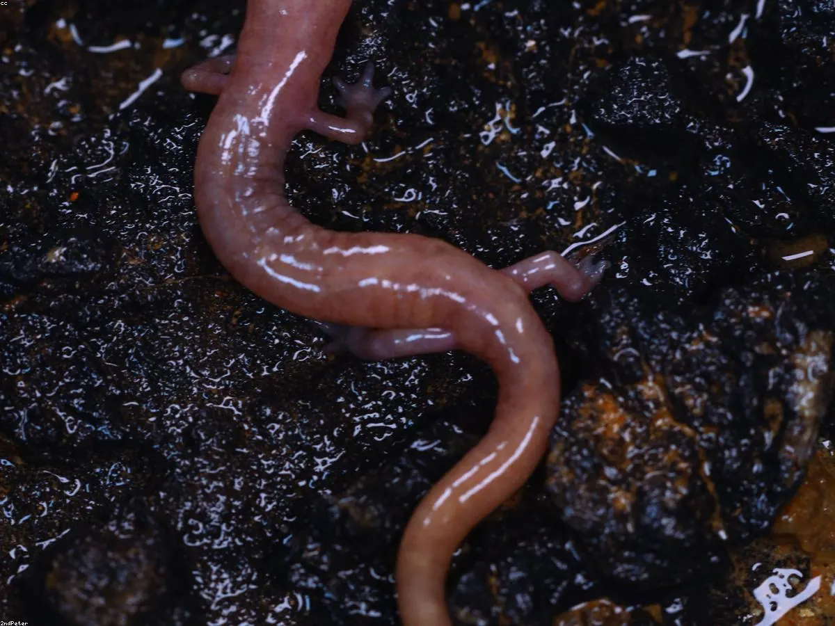 Pacific Giant Salamander related animal
