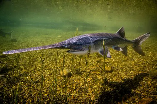Paddlefish related animal