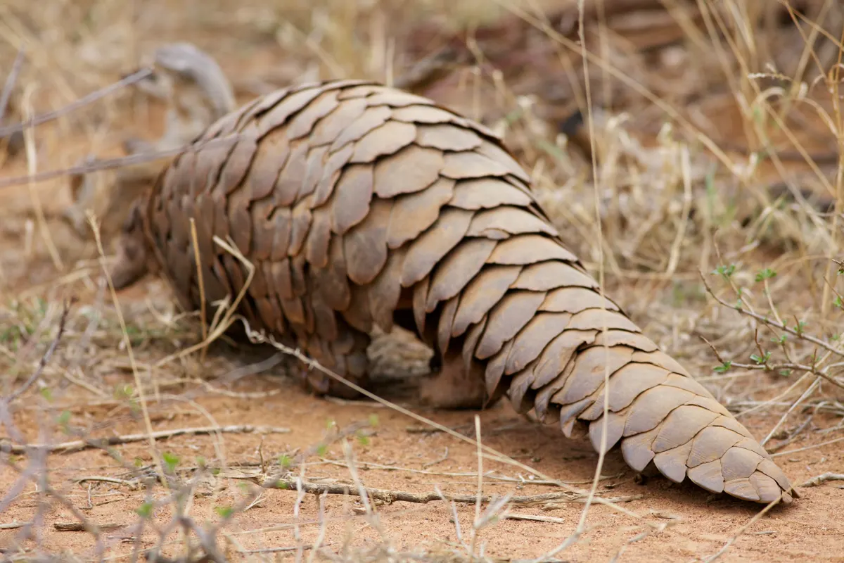 Pangolin animal profile photo