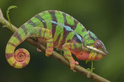 Panther Chameleon related animal