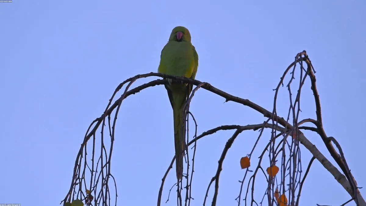 Parakeet animal profile photo