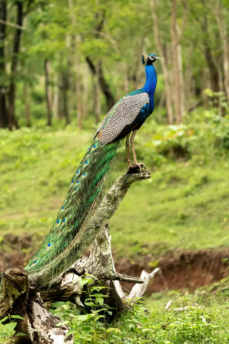 Resplendent Quetzal in forest habitat