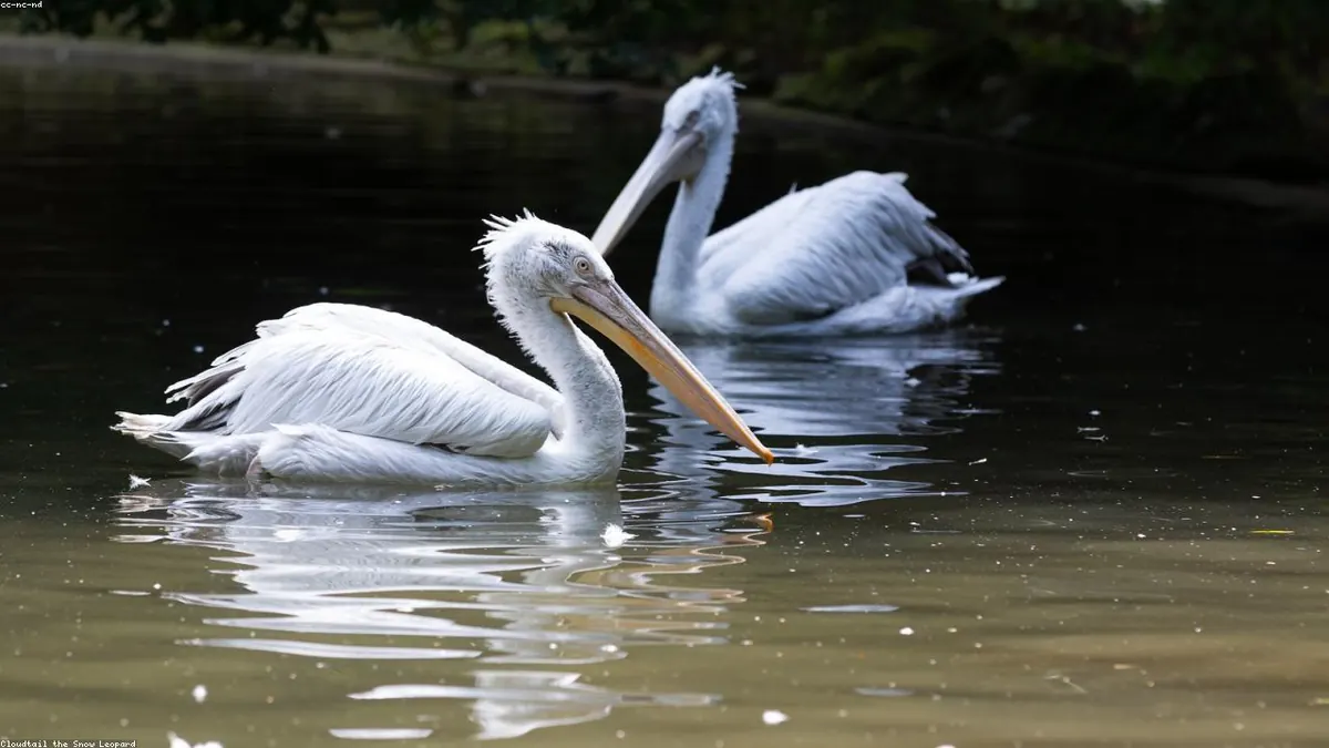 Pelican related animal