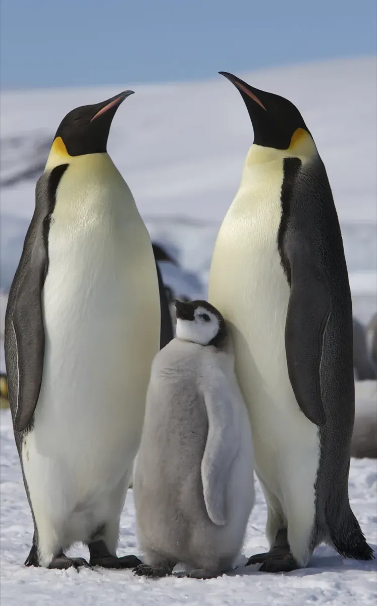 Penguin endangered species photo