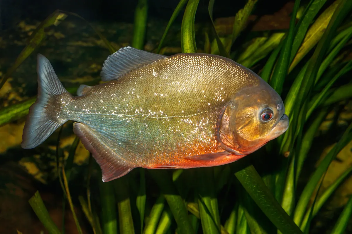 Piranha related animal