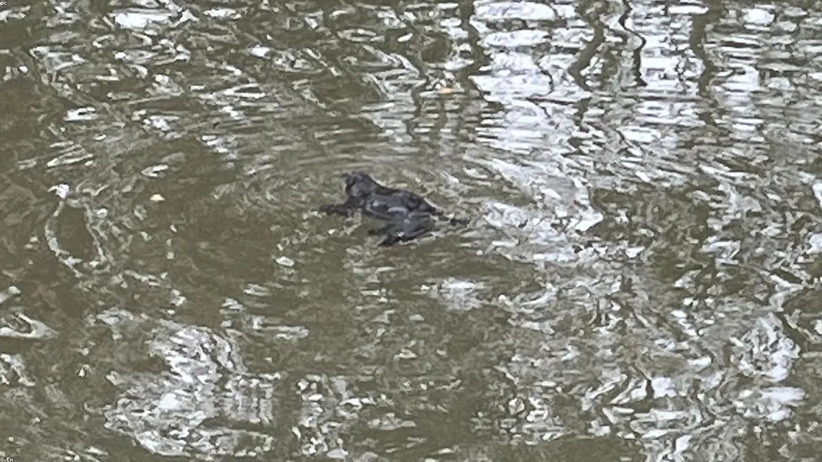 Platypus related animal