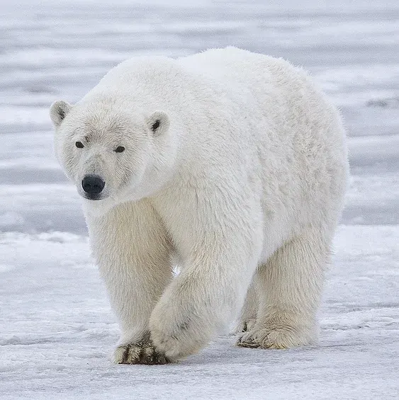 Polar Bear endangered species photo