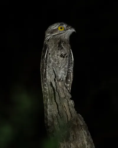 Potoo related animal