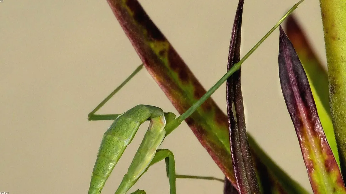 Praying Mantis related animal