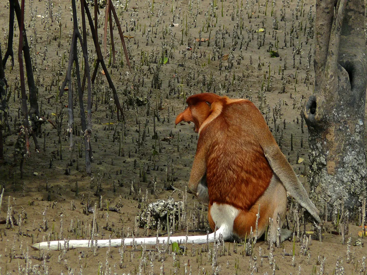 Proboscis Monkey related animal