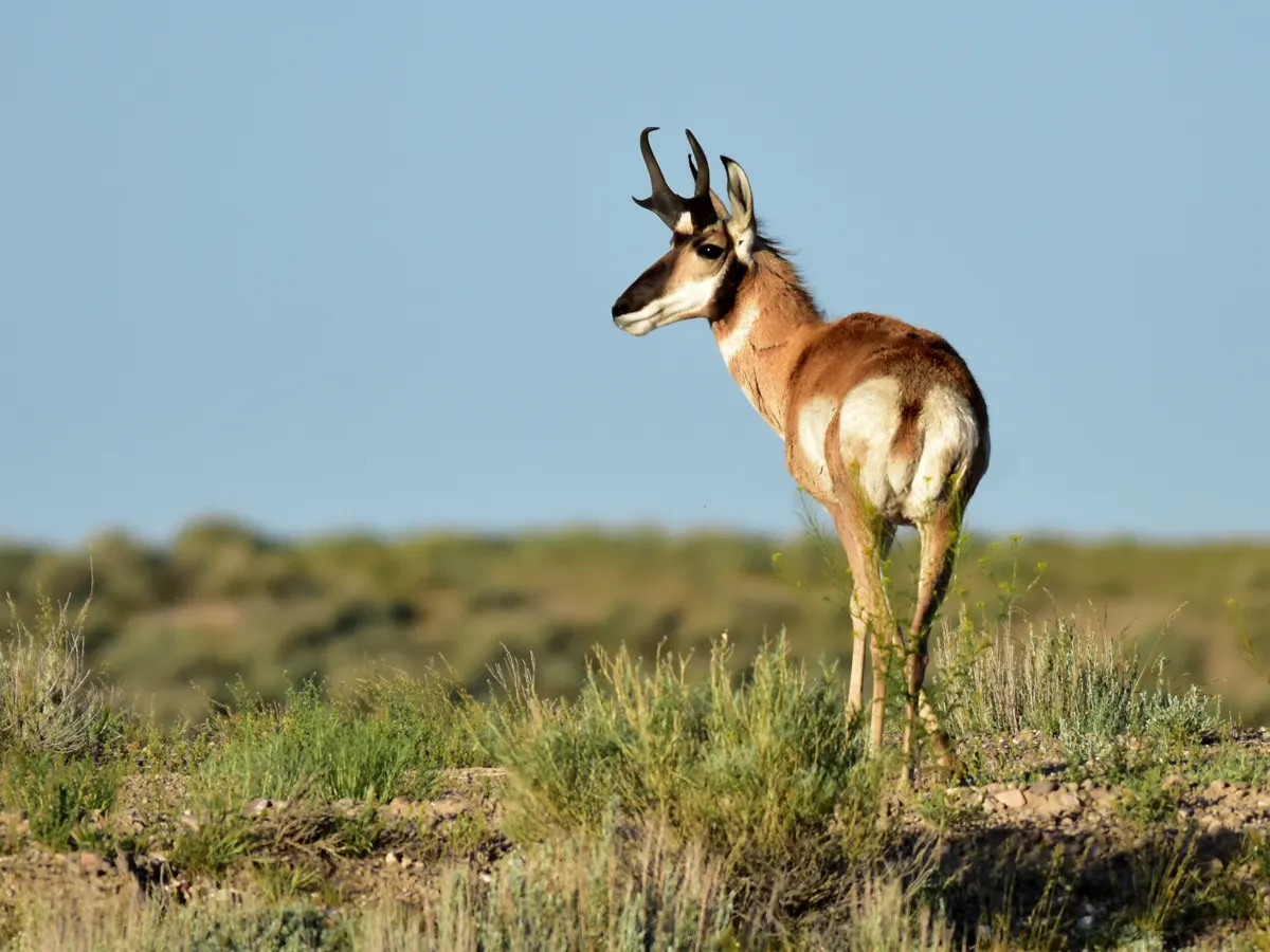 Pronghorn related animal