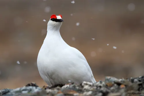 Ptarmigan related animal