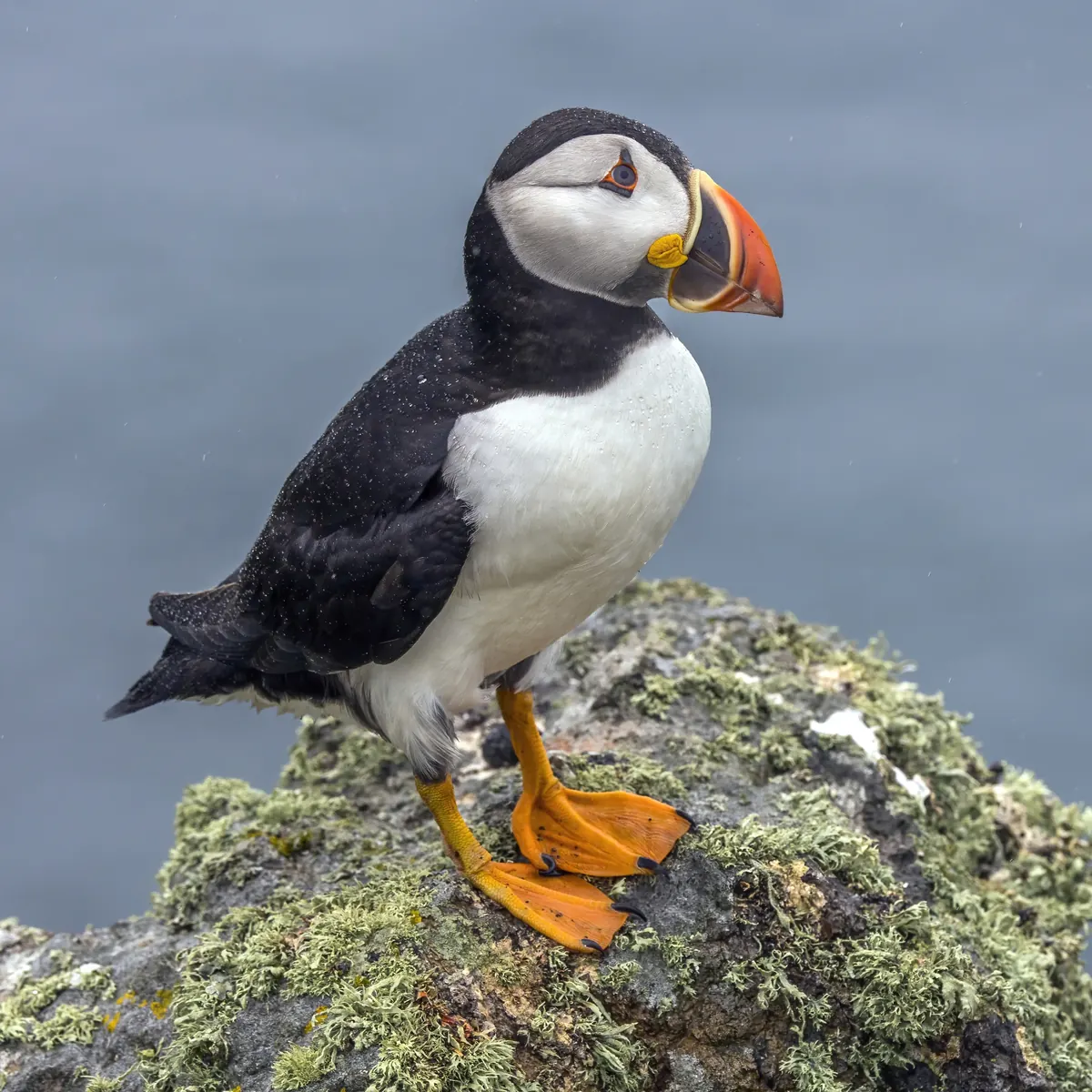 Puffin endangered species photo