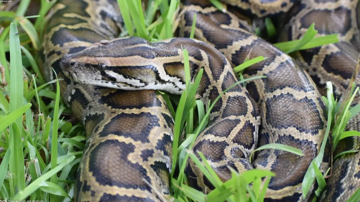 Python animal profile photo