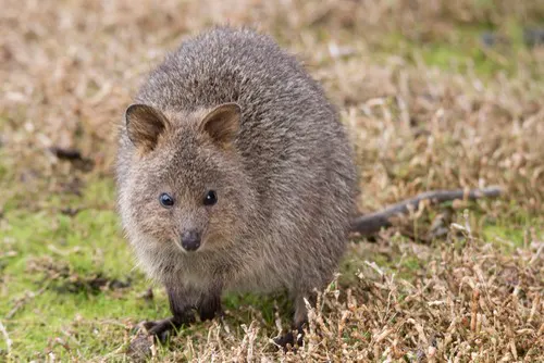 Quokka related animal