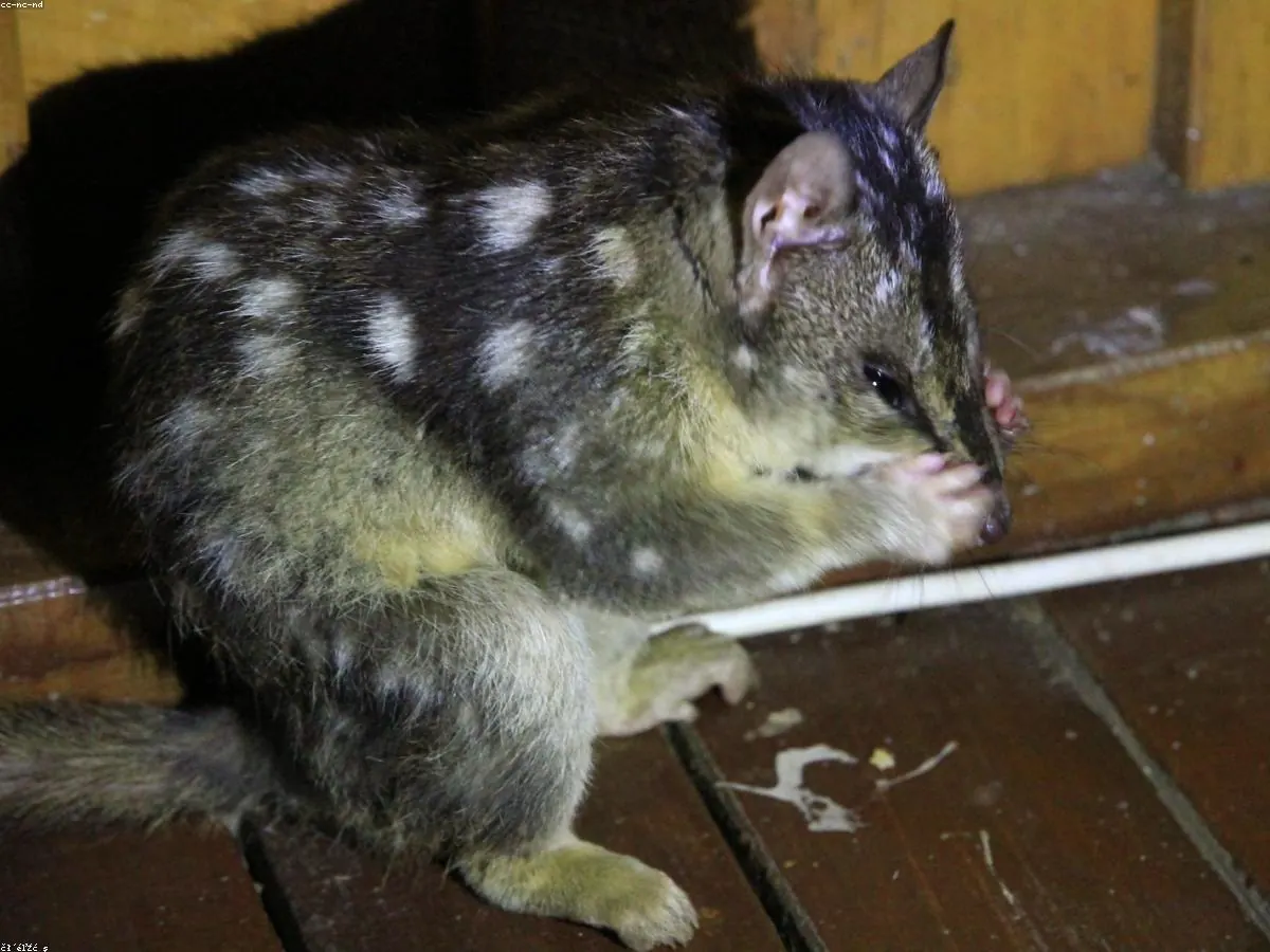 Quoll related animal