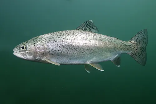 Rainbow Trout related animal