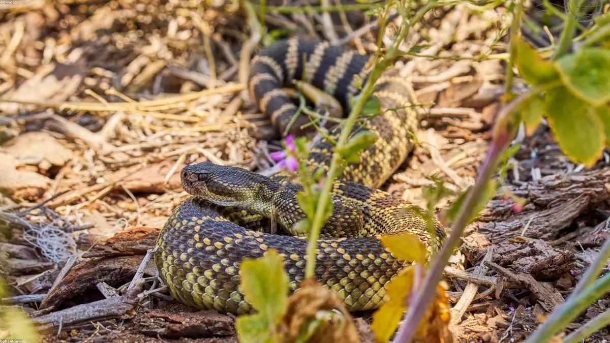 Rattlesnake related animal