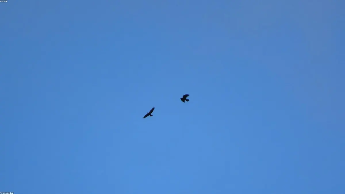 Raven related animal