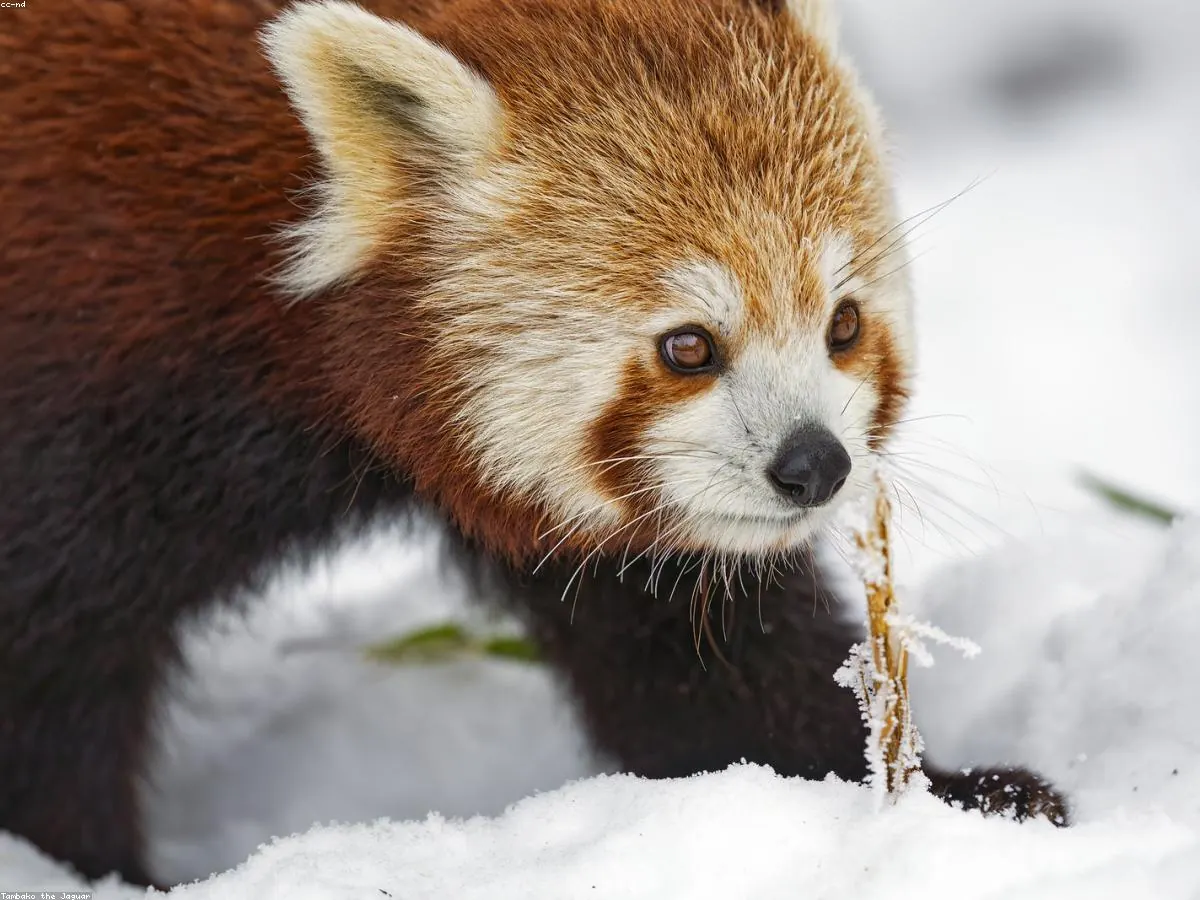 Red Panda related animal
