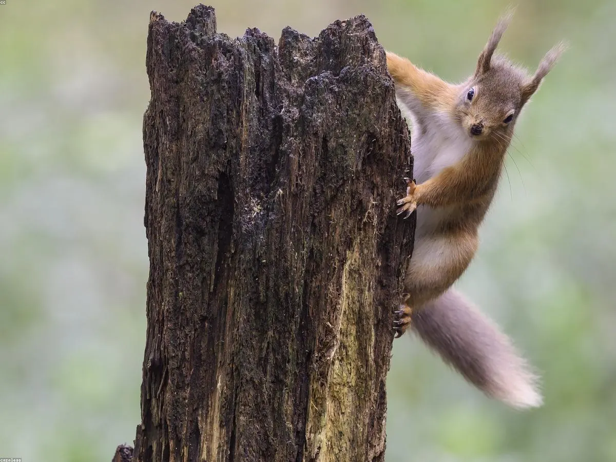 Red Squirrel related animal