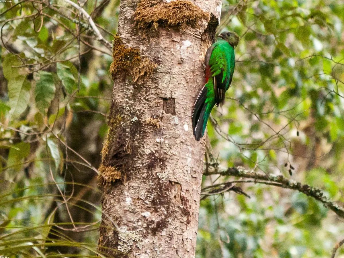 Resplendent Quetzal related animal