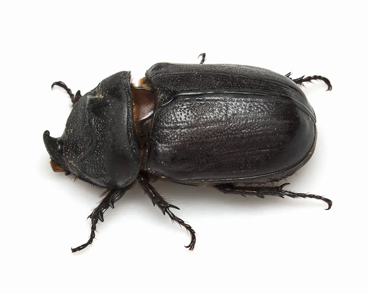 Rhinoceros Beetle related animal
