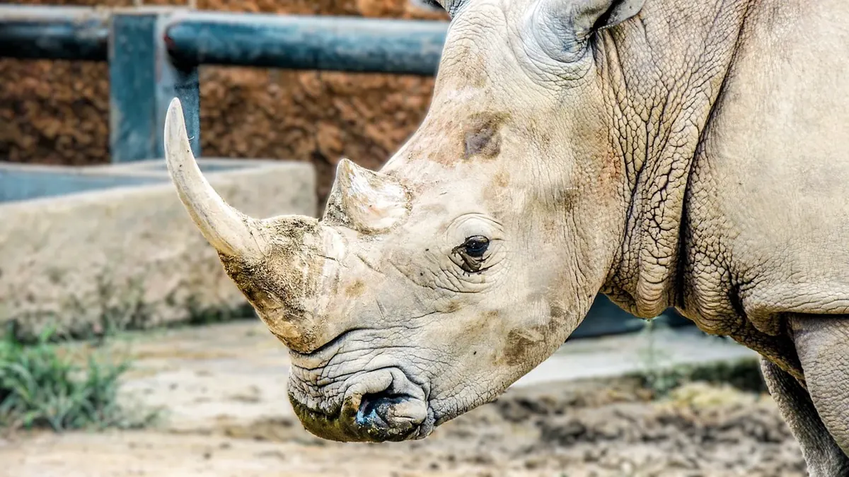 Rhinoceros related animal