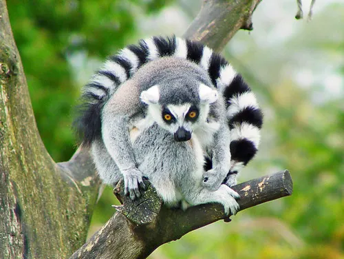 Ring-Tailed Lemur related animal