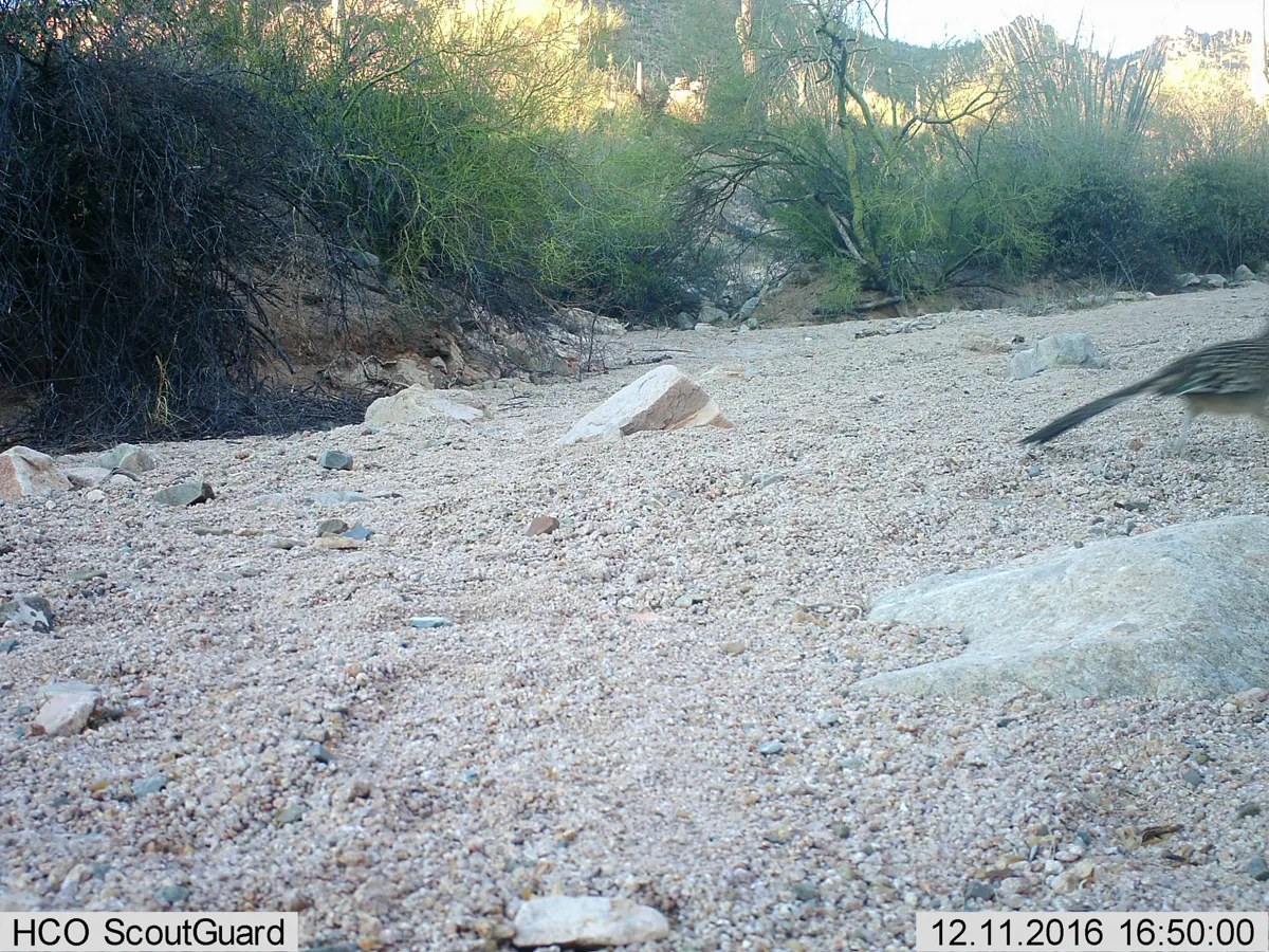 Roadrunner animal profile photo