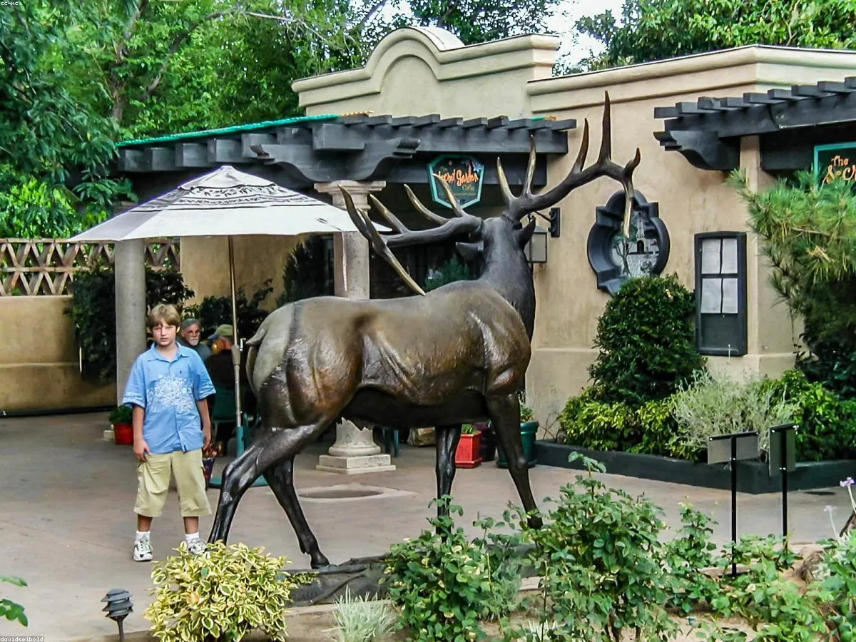 Roosevelt Elk animal profile photo