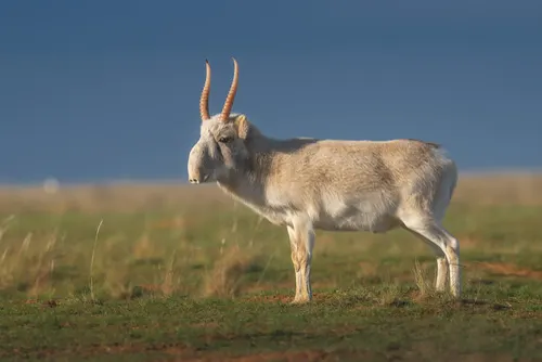 Saiga related animal