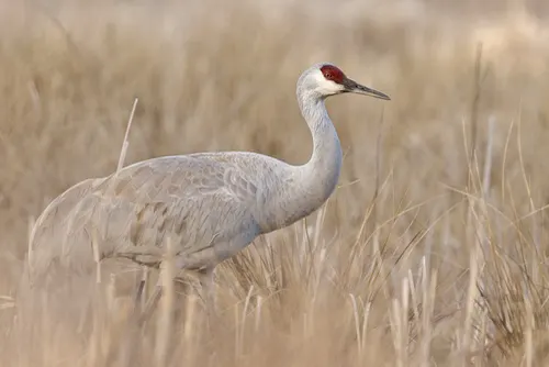 Sandhill Crane related animal