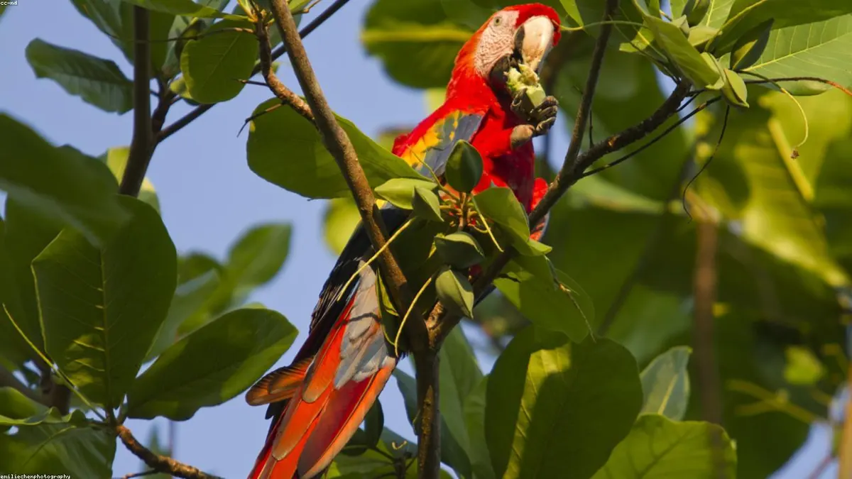 Scarlet Macaw related animal